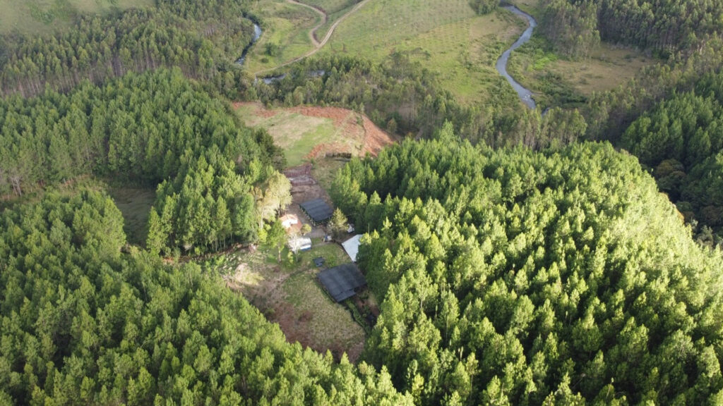 Plantaciones forestales sostenibles en Colombia - Reforestadora Rio Frio