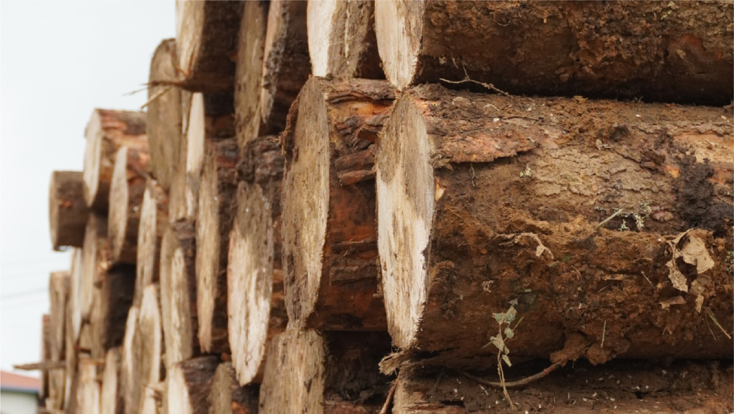 Madera en Rolo Pino Maximinoi