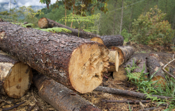 Tipos de madera cultivada pino y eucalipto - Rio Frio
